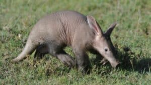 Dreams About  Aardvark : What Do They Mean?