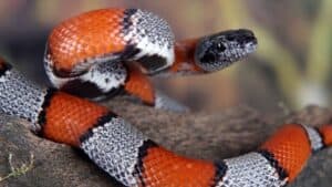 A coral snake