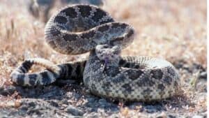 A rattlesnake