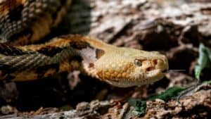 A timber rattlesnake