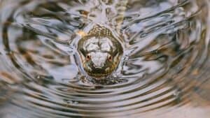 A water snake