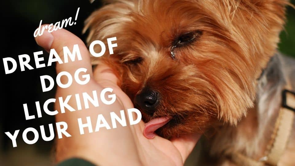 Dream of dog licking your hand