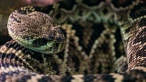 The eastern diamondback rattlesnake