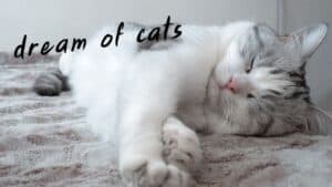 dream of cat