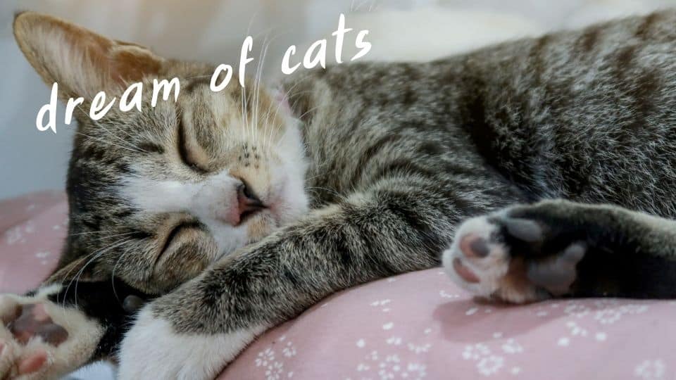 dream of cats