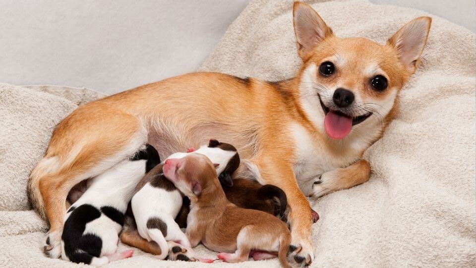 dream of dog giving birth to puppies