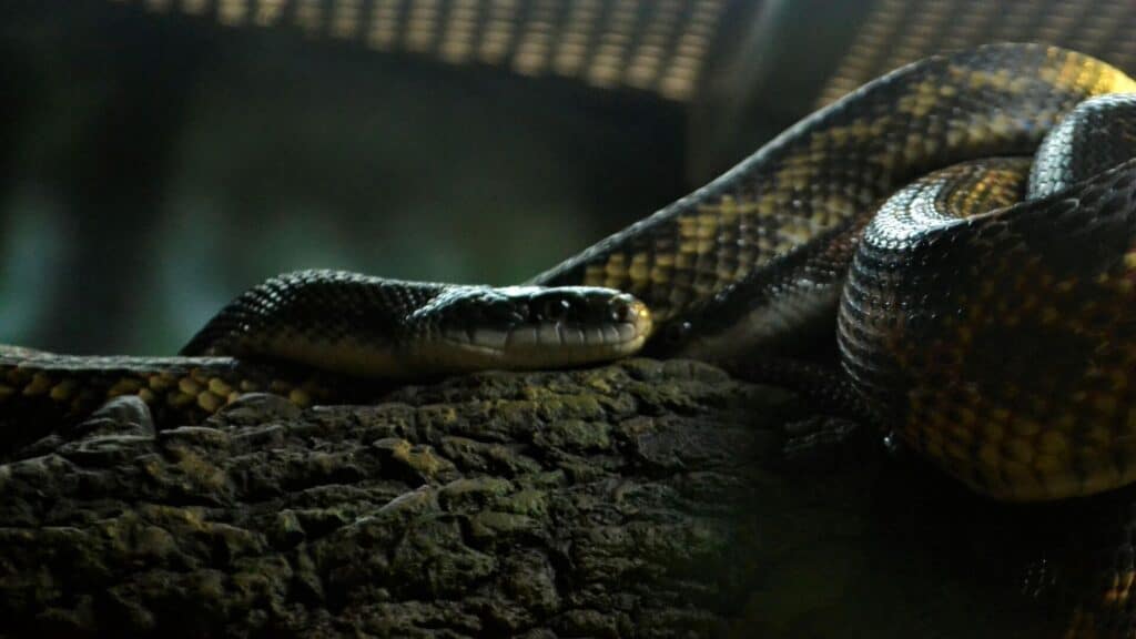 King Cobra snakes