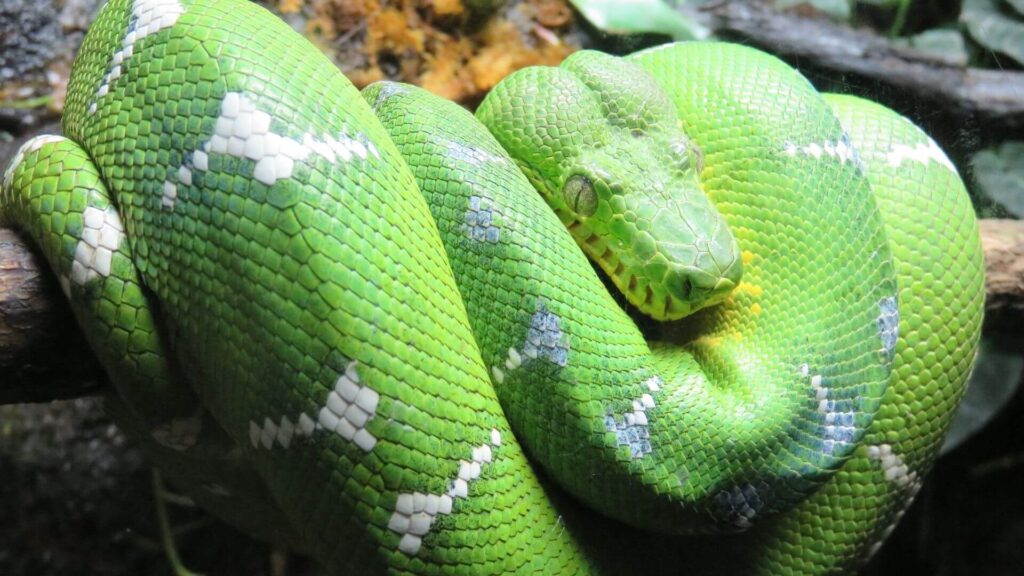 What do green snakes mean in a dream