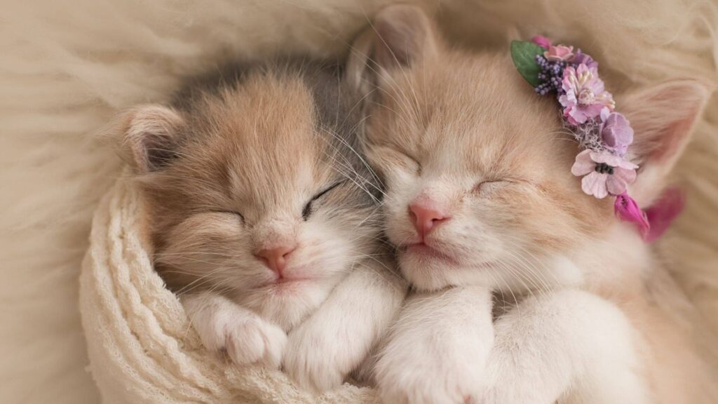dream about kittens