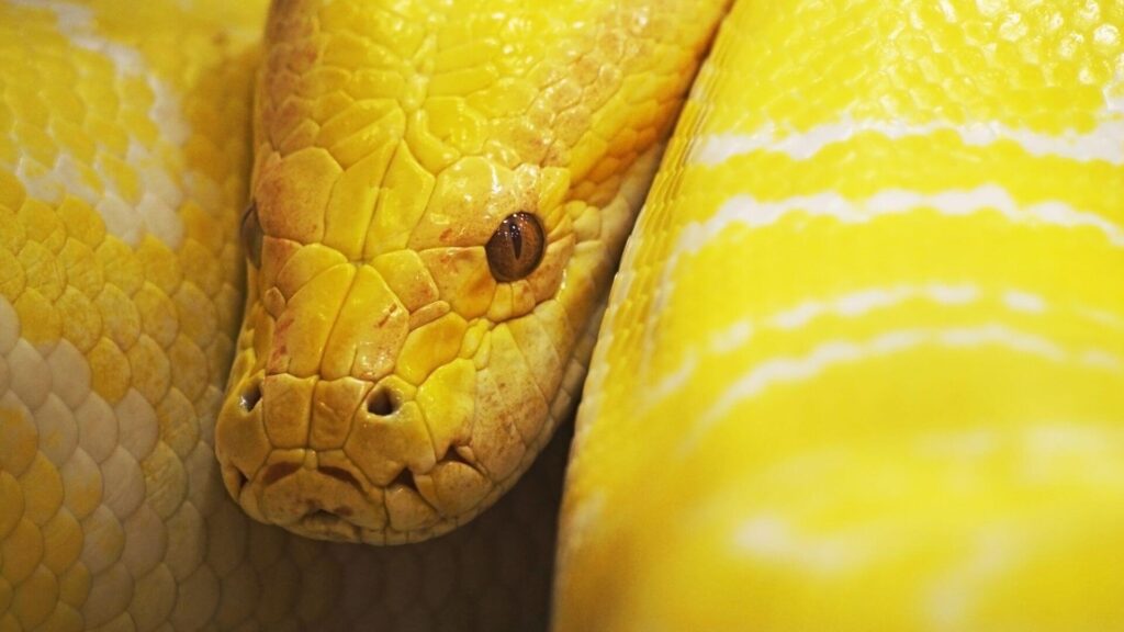 what does it mean to dream about a yellow snake