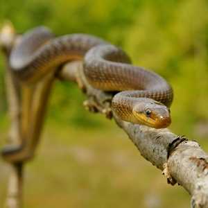 Aesculapian snake